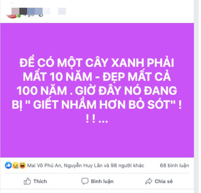 Để đảm bảo an toàn cho học sinh, nhiều trường học đang đốn bỏ các cây to dù phải mất rất nhiều thời gian, các loại cây mới cho ra được bóng mát như vậy.