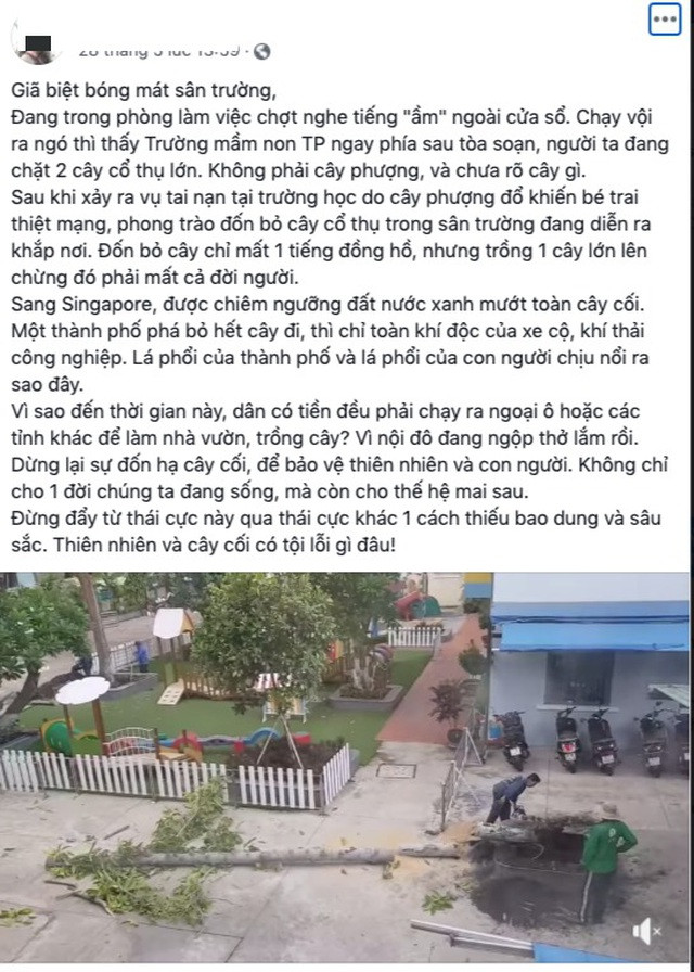 Sau vụ việc một em học sinh tử vong do cây phượng đè tại trường THCS Bạch Đằng - TP HCM, một loạt các ngôi trường khác cũng quyết định đốn hạ loài cây này do những nghi ngại về việc gây nguy hiểm cho con người.
