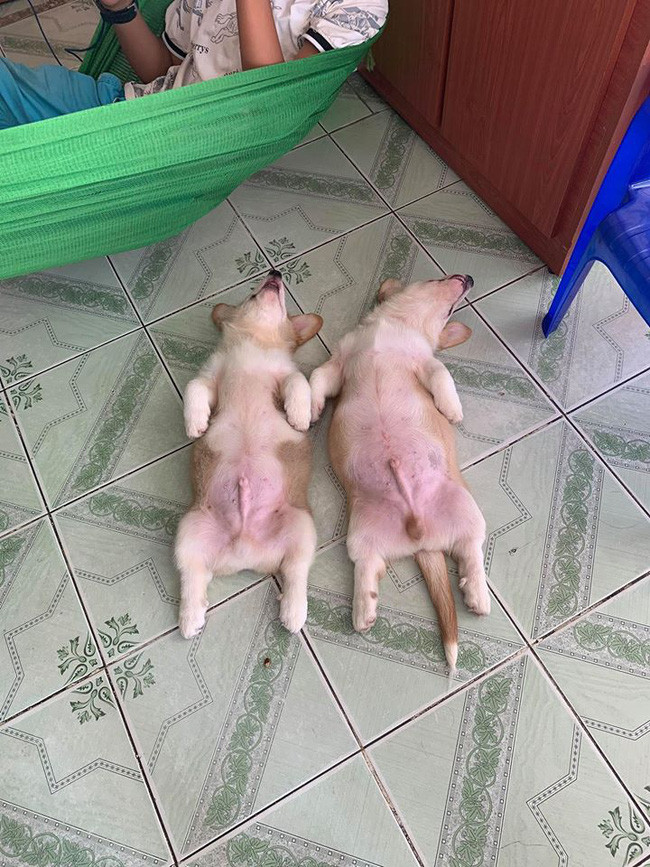 Không chỉ có fan Việt 'phát cuồng' vì Gody, cậu nhóc lông vàng hoe này còn sở hữu vô số fan hâm mộ quốc tế đến từ đủ mọi đất nước.