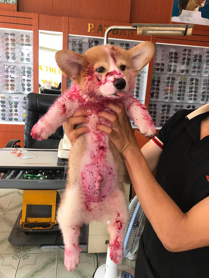 Nay chú chó ấy đã lớn, đẹp trai cute hơn rất nhiều, nhưng riêng tật ham ngủ thì được nâng level hơn hẳn ngày xưa. Vâng, đó chính là 'ngôi sao mới nổi' của làng chó tên Gody đấy ạ!