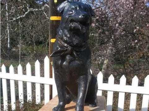 Chú chó cưng có tên Bosco là chú chó lai giữa 2 giống chó là Labrador và Rottweiler đã giữ chức "thị trưởng" của thị trấn Sunol, bang California trong 13 năm liền từ năm 1981 đến 1994. Trong cuộc bầu cử diễn ra vào năm 1981, Bosco đã chiến thắng 2 ứng cử viên khác để giành được chức thị trưởng cho thị trấn Sunol, nơi có khoảng 1.000 dân.