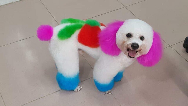 Mang giao diện này ra đường thì chắc chắn được nhiều người vây quanh chả khác gì minh tinh.