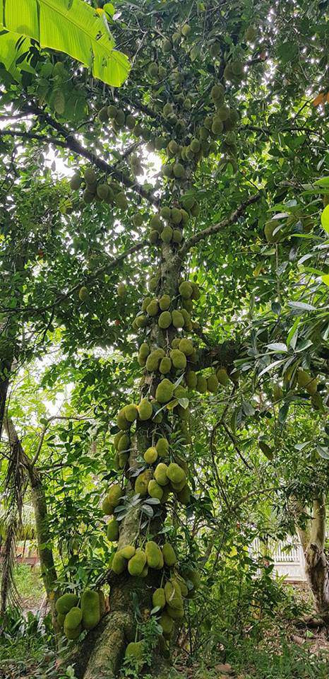 Đứng trước câu hỏi này, chủ của cây mít đã phân bua rằng: "Hình ảnh là thật, không hề dựng lên để câu like. Được biết, đây là giống mít tố nữ dạng siêu mắn. Mỗi nhánh cây phải ra đến hàng trăm quả. Loại mít này chỉ nặng từ 2-3kg.