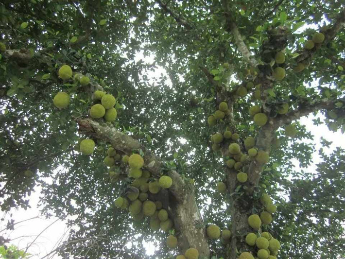 Cây mít "mắn" xuất hiện khá nhiều chứ không hề hiếm.