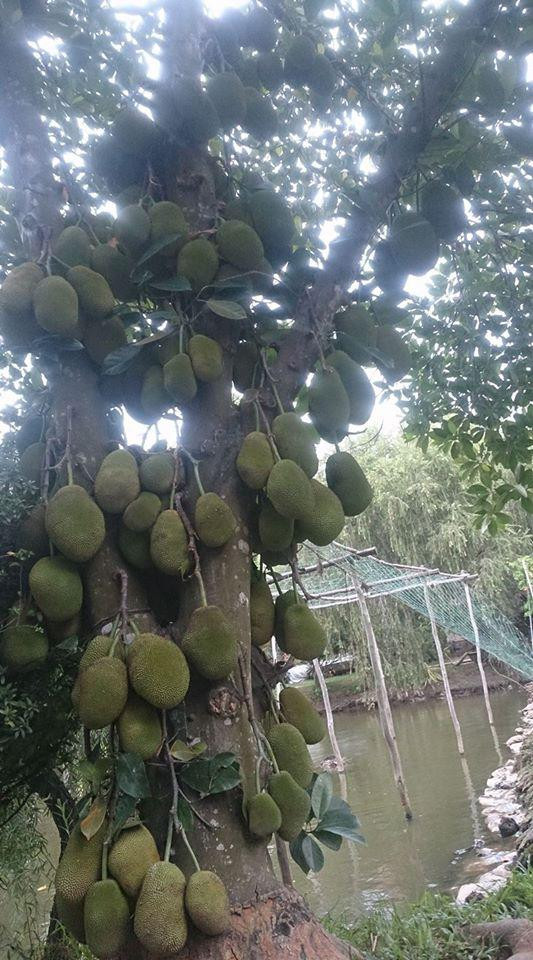 Đây không phải là lần đầu tiên xuất hiện cây mít "mắn đẻ" như vậy, trên MXH đã từng có rất nhiều cây tương tự như thế.