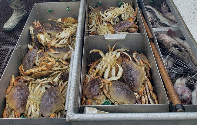 Cua Dungeness có thịt mềm, vị ngọt đặc trưng và được mệnh danh là một trong những loại cua ngon nhất thế giới.