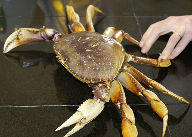 Đây là loại cua đá Dungeness, chúng chủ yếu kiếm ăn vào ban đêm.