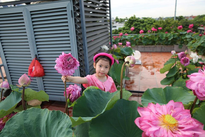 Do ngôi nhà đang ở tại quận Hoàng Mai, Hà Nội không có sân vườn đủ rộng để trồng hoa, chị khắc phục bằng cách trồng sen trên sân thượng và ban công.