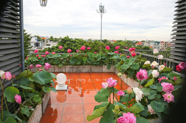 Có một vườn sen trên sân thượng đẹp như mơ ngay giữa lòng thủ đô khiến hàng xóm không khỏi xuýt xoa, mê đắm. Đó chính là vườn sen đặc biệt của gia đình chị Phạm Thiên Trang (33 tuổi, Hà Nội).