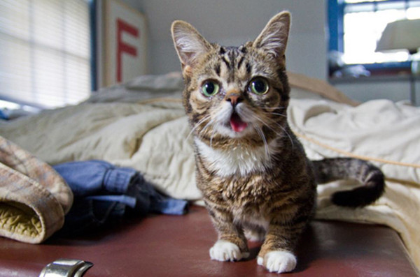 Lil Bub là một chú mèo cứu hộ thuộc sở hữu của Mike Bridavsky. Lib Bub bị bệnh còi xương rõ rệt, cô nàng không có răng, cơ thể yếu ớt với hai chân trước phát triển không cân xứng, mọc thêm ngón chân bất thường, hàm dưới kém phát triển, không giữ được lưỡi trong miệng. Tuy nhiên, Lib Bub đang sống rất khỏe mạnh, hạnh phúc và có tới 740.000 lượt người theo dõi trên Instagram.