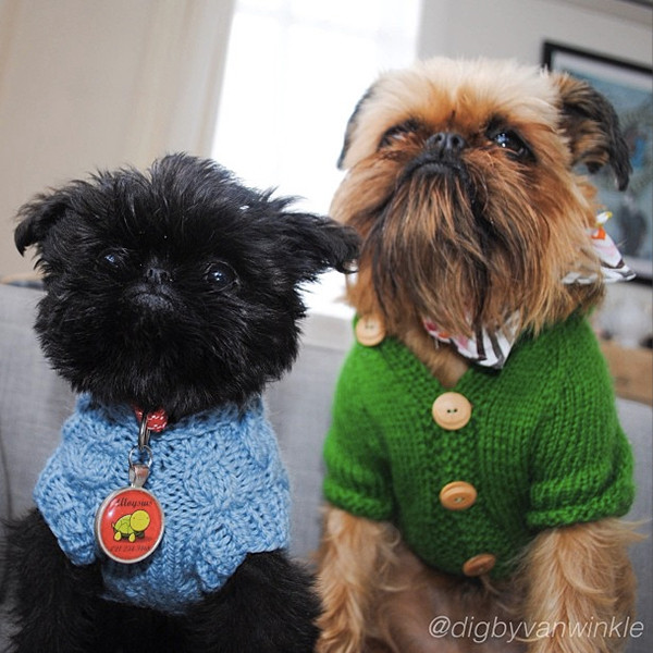 Digby & Aloysius Van Winkle là giống chó cực đắt Brussels Griffon, sống ở Wellington, New Zealand. Cặp đôi này có hơn 300.000 người theo dõi trên Instagram và vô số những bộ trang phục đáng yêu khiến bạn không thể kìm lòng.