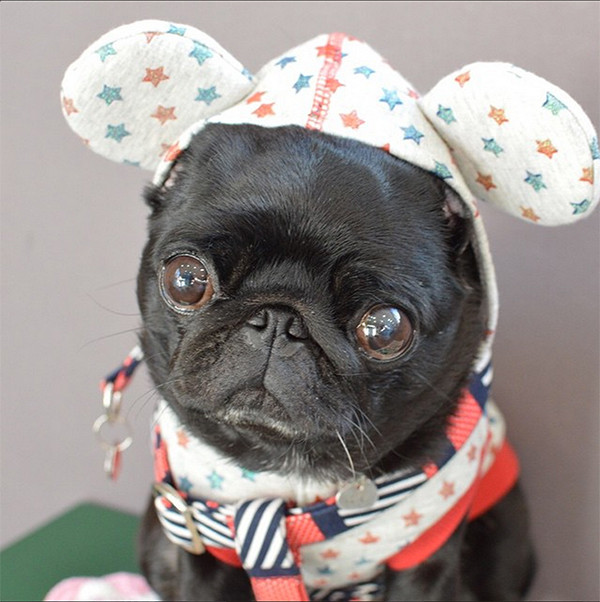 Niku, một chú chó thuộc giống chó Pug, hiện đang sống ở Nhật. Niku nổi tiếng bởi chưa bao giờ mặc lại bất cứ bộ quần áo nào khi chụp ảnh.