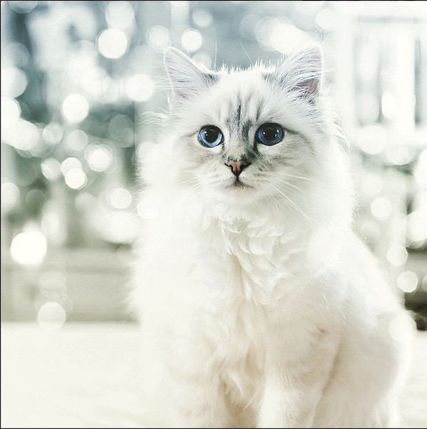 Choupette, nàng mèo Xiêm của nhà thiết kế Karl Lagerfeld là một trong những con mèo sung sướng nhất trên thế giới, có cuộc sống xa xỉ mà đến con người cũng phải mơ ước. Choupette có người giúp việc riêng, có tài xế đưa mình đi bất cứ nơi đâu mà cô mèo này muốn, di chuyển bằng phi cơ. Thậm chí Choupette còn có cả một dòng trang điểm dành riêng cho mình.