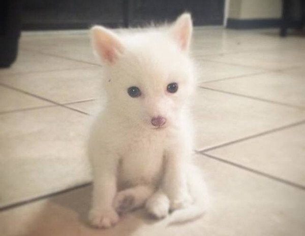 Rylai, một cô cáo nhỏ mới 5 tuần tuổi cũng đang là một trong những con vật đáng yêu nhận được sự chú ý của mọi người trên Instagram nhất. Rylai được sinh ra từ thế hệ của dòng cáo nuôi và sẽ không thể sống sót trong tự nhiên hoang dã.