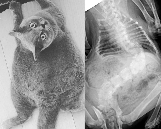 Chú mèo 4 tuổi thuộc giống mèo Anh lông ngắn được gia đình của Marie nhận nuôi cách đây không lâu. "Vì Pitoe bị vẹo cột sống khá nghiêm trọng nên cơ thể của nó ngắn hơn nhiều so với những con mèo bình thường. Bố mẹ tôi là bác sĩ thú y. Một ngày nọ, họ phát hiện Pitoe sắp bị một người bán mèo bỏ rơi vì vẻ ngoài xấu nên quyết định nhận nuôi", Marie nói với Bored Panda.