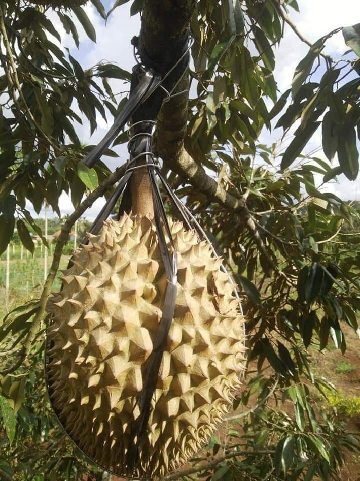 Cột lại luôn cho chắc...