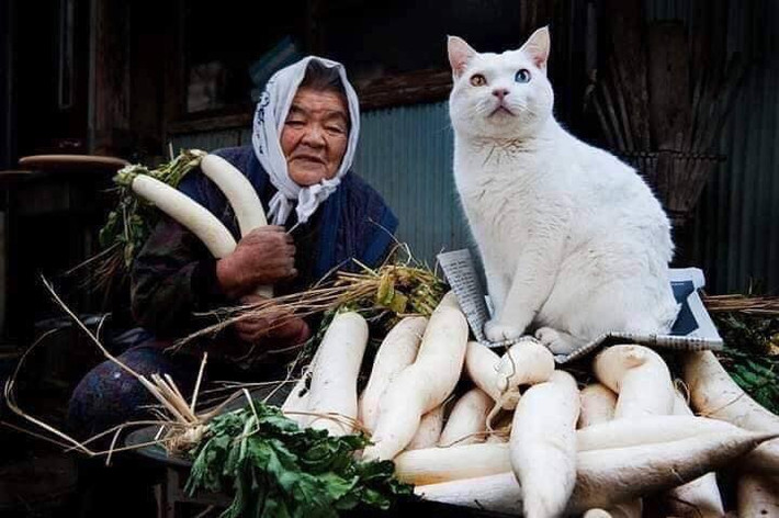 Vào 8 năm trước, bà Misao nhận nuôi chú mèo hoang mà bà đặt tên là Fukumaru. Và từ đó đến nay, bà Misao và Fukumaru gần như không bao giờ tách rời nhau.