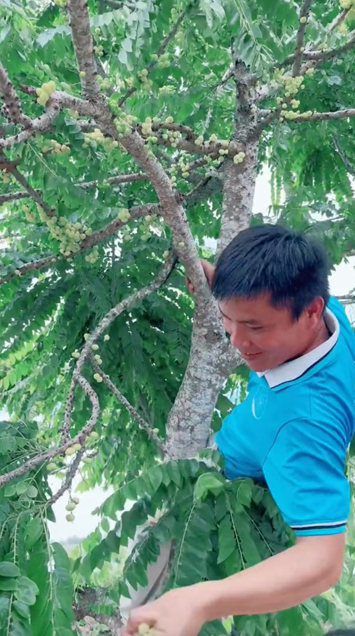 Trong khi Hằng Du Mục từng sống ở miền Tây thì team Quang Linh đều từ nơi khác đến, vì vậy mọi nhiều với anh đều mới lạ. Những người dân ở đây đã mời anh một loại quả có thể nói là "đặc sản của người miền Tây", đó chính là trái chùm ruột.