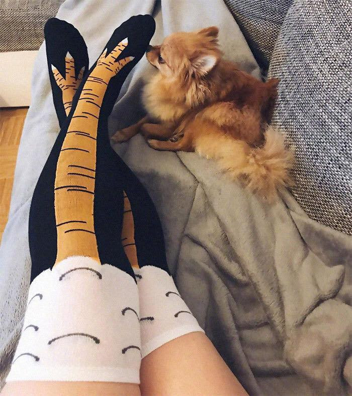 Đến chú cún cưng còn hoang mang với đôi chân mới của "con sen nhà mình".