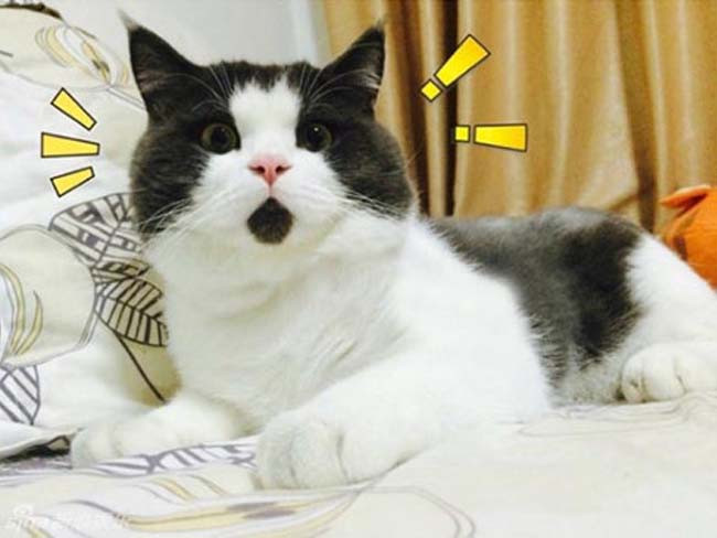 Nếu gia đình nào nuôi "boss" thì thời gian này cũng là lúc để gần gũi, làm quen với "boss" nhiều hơn. Chăm sóc thú cưng cũng là việc làm có tính giải trí cực cao. Xem thêm clip: Hà Nội vắng vẻ trong ngày đầu cách ly toàn xã hội - Nguồn: Youtube