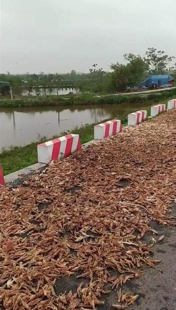 Trước đó, trên mạng xã hội cũng từng lan truyền những hình ảnh tương tự. Chân gà được phơi ngay bên lề đường.