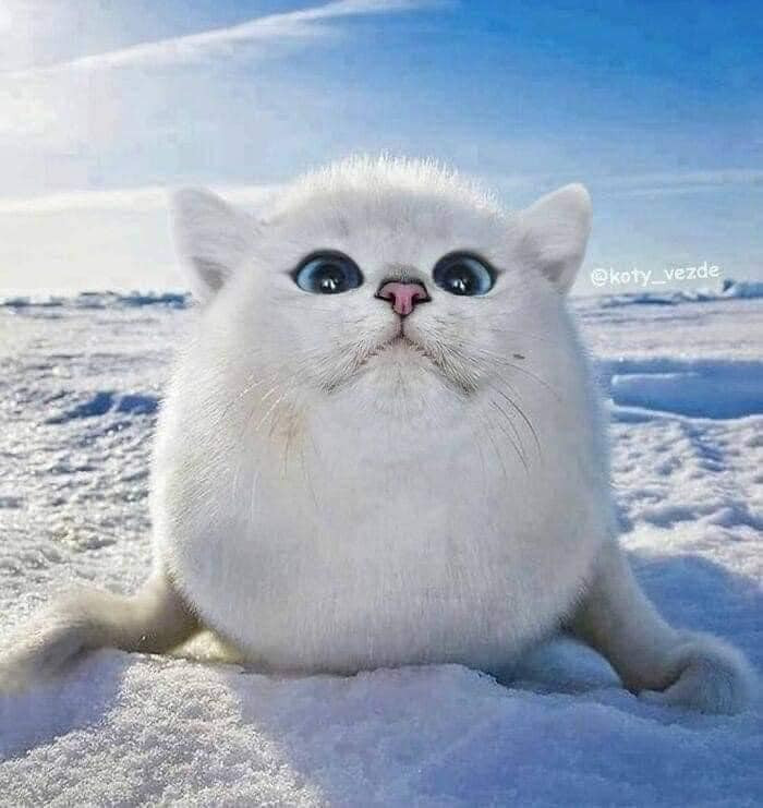 Dù ghép vào thân hình nào thì cũng rất đáng yêu.