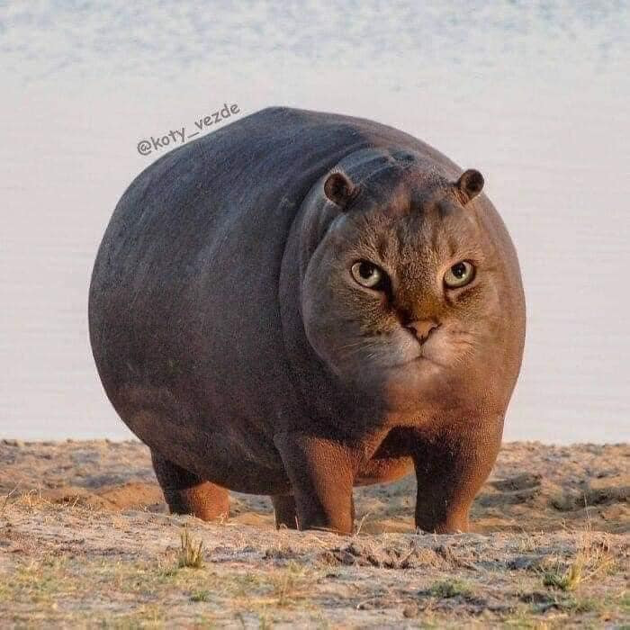 Mèo - hà mã...