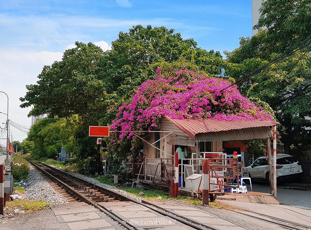 Nếu như ai đã từng đi qua đường tàu này chắc hẳn sẽ rất ấn tượng với dàn hoa giấy đỏ rực trên mái nhà ngay bên cạnh đường. Hoa giấy bao phủ toàn bộ nóc nhà phủ xuống đường ray, còn ngay gần khu tập thể cũ.