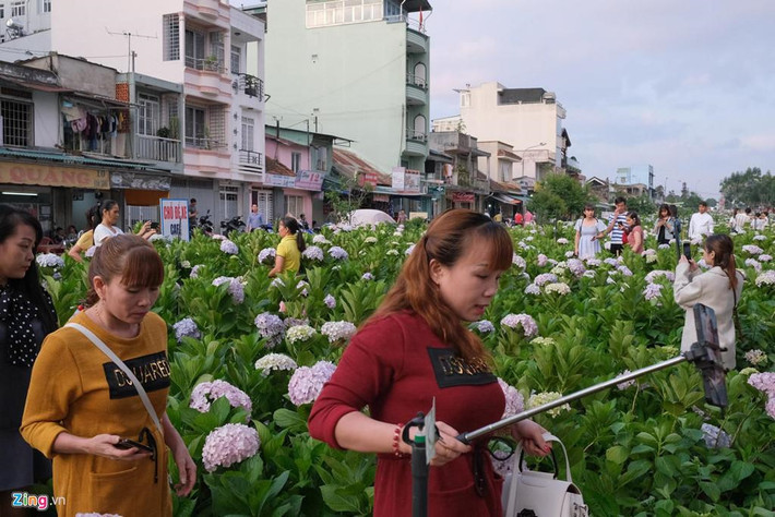 Các vườn hoa Đà Lạt bị vùi dập, nhiều ngả đường của thành phố trở thành "bãi rác" do sự vô ý thức của du khách. Ảnh: Zing.vn
