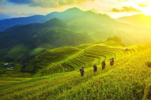 Sapa là điểm đến quen thuộc của nhiều "phượt thủ" với thời tiết dễ chịu và những cánh đồng lúa chín vàng. Song đây cũng là điểm du lịch "thất thủ" trong dịp nghỉ lễ Quốc khánh 2/9. Ảnh: vntrip.vn