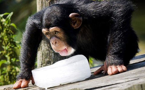 Rất nhiều loài vật đã phải dùng đến nước đá để giải nhiệt mùa hè, cái mát lạnh từ khối nước đá sẽ tạm thời xua đi cái nóng cháy da cháy thịt.