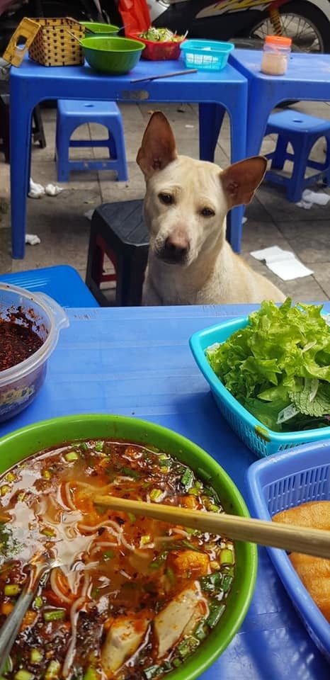 Ăn bát bún cũng không ngon vì có đôi mắt cứ nhìn chằm chằm không hề chớp.