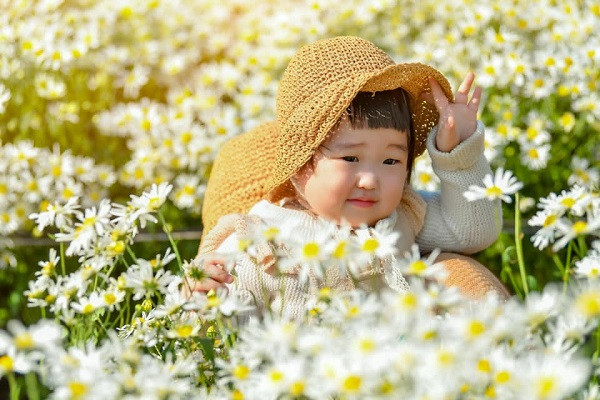 Hà Nội chớm vào đông cũng là lúc mùa cúc hoạ mi tới. Cứ đến dịp này, chị em lại hò nhau xúng xính áo dài ra "thả dáng" chụp ảnh trong vườn cúc.