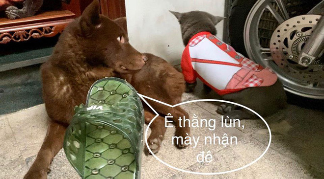 Đôi dép là thành quả lúc chú chó Dúi cùng anh bạn chó nâu tha thẩn dạo chơi trước thềm nhà, trót nghịch dại thế nào lại cắn nát "đôi dép quốc dân" của gia chủ.