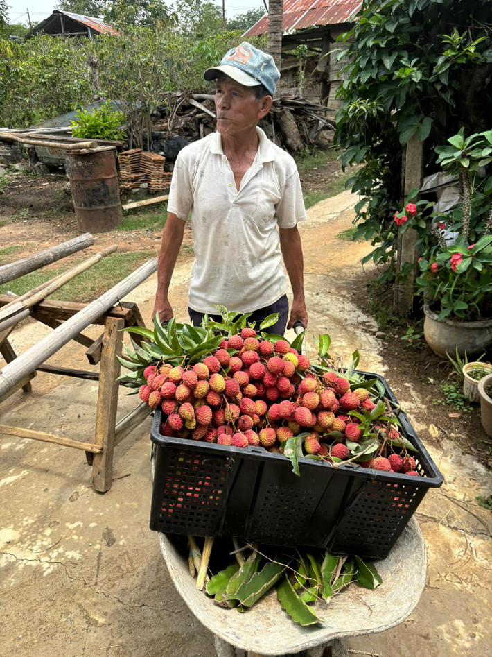 Theo lời kể của chàng trai, chủ nhân của cây vải nói trên, thì cây vải được trồng bởi bố của anh - ông Năm. Đây là giống vải U hồng, vị khá chua. Chàng trai hài hước miêu tả vị của những trái vải này: "Vải nhà ông Năm là vải U Buồn, vì ăn vào rồi không hiểu sao cứ thấy trong người buồn buồn. Lát sau mới biết là do nó chua quá."