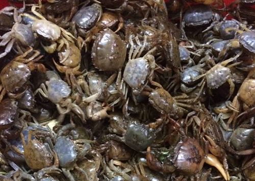 Ăn cua sai cách nhất khi chọn những con đã chết. Khi cua chết, trong cơ thể có xuất hiện nhiều thành phần hóa học mang tên histidine, khiến người ăn dễ bị ngộ độc, đau bụng, nôn mửa. Cua càng chết lâu thì lượng histidine càng nhiều, càng dễ ngộ độc hơn. Ảnh: bsdinhduong