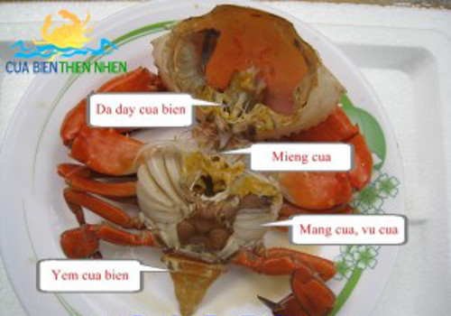 Không bỏ bọng hoi. Bọng hoi ở bên dưới bụng cua chính là dạ dày của cua. Do là loài ăn xác động vật và các tạp chất có trong bùn nên dạ dày của cua chứa rất nhiều bùn đất, vi khuẩn gây bệnh và cả tạp chất có độc. Khi sơ thế, chú ý loại bỏ bọng hoi, làm sạch cua để tránh vi khuẩn và ký sinh trùng gây bệnh có thể theo đó mà xâm nhập vào cơ thể gây bệnh cho người ăn. Ảnh: dacsanbentre24h