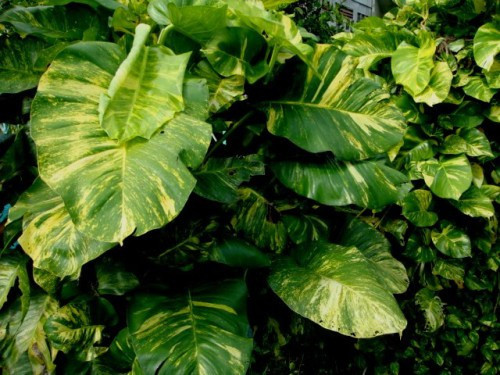 Cây thiết mộc lan. Loại cây này có khả năng làm sạch không khí và tạo cảm giác cho một giấc ngủ sâu. Đây là một loại cây thân leo, vì vậy việc đặt một bình ở góc phòng hoặc treo trên bậu cửa sổ sẽ làm cho căn phòng của bạn sinh động hơn rất nhiều.
