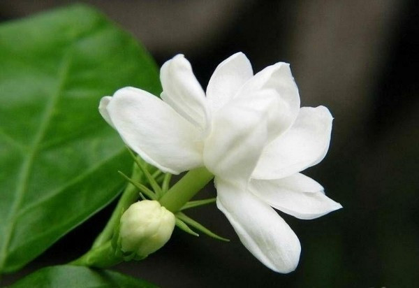 Chuột thí nghiệm được nuôi trong lồng chứa nồng độ nước hoa tinh khiết trở nên ít hoạt động hơn và thoải mái ngồi trong góc. Điều này cũng có thể tương tự ở người và tạo cảm giác thư thái tuyệt vời cho cơ thể.