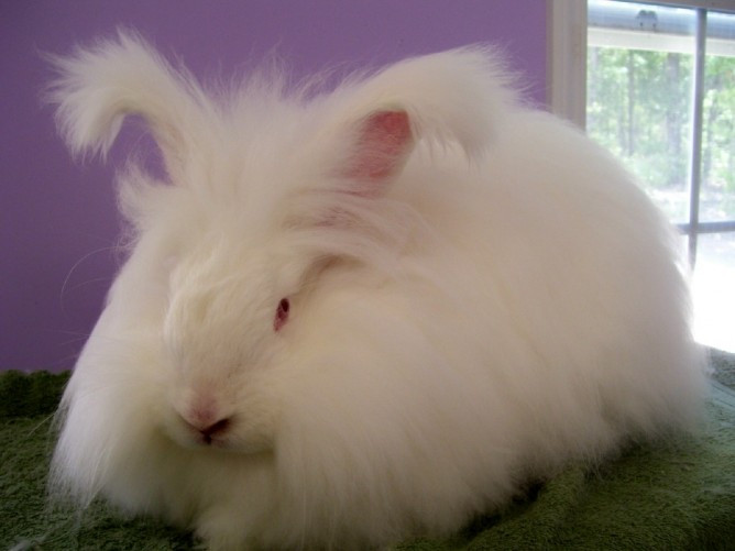 Thỏ Angora là thú cưng phổ biến của các gia đình dòng dõi hoàng gia ở Pháp trong khoảng thời gian giữa thế kỷ 18, sau đó thú chơi này còn lan rộng sang châu Âu. Ảnh petguide.