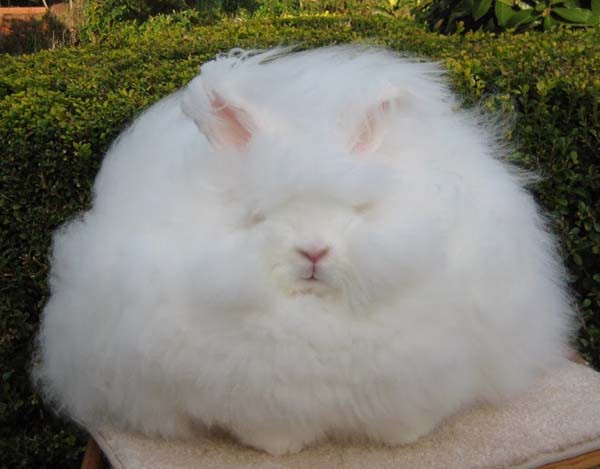 Lông của thỏ Angora được dùng để làm ra loại len có tên là Angora. Loại len này mềm, mịn, mỏng và bông nhưng không đủ độ bền cần thiết. Ảnh pitria.