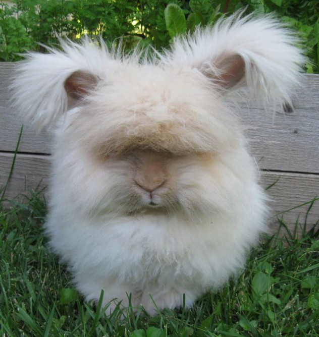 Tên gọi của loài thỏ Angora bắt nguồn từ thủ đô Ankara, trước đây được gọi là Angora của Thổ Nhĩ Kỳ. Thỏ Angora là tổ tiên của thỏ sư tử - một loài thỏ cảnh rất được yêu thích. Ảnh petguide.