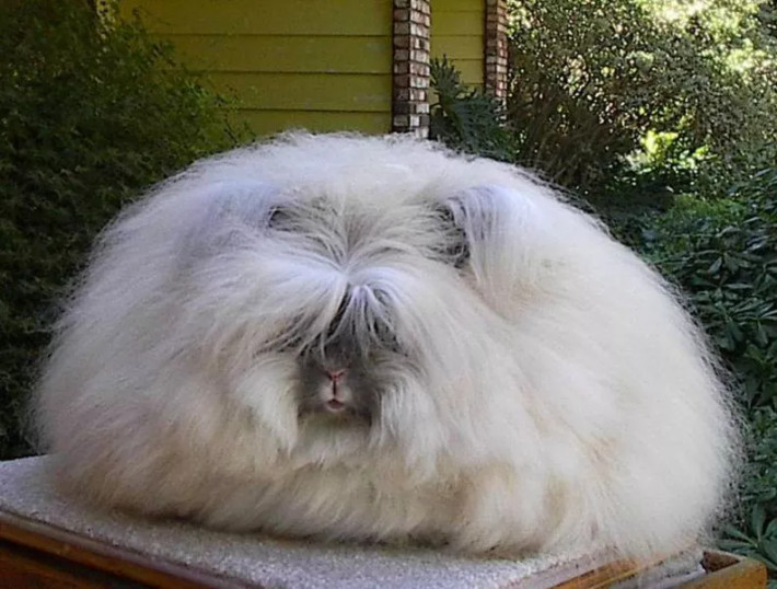 Thỏ Angora có đặc điểm vô cùng nổi bật, khác hẳn với các giống thỏ khác, đó là bộ lông dài và mềm, che phủ cả mặt mũi, chân và đỉnh tai. Ảnh tqn.