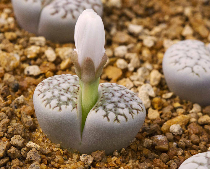 Các lá của cây thạch lan dày và ở giữa khe lá có chất giúp nuôi dưỡng hoa. Các lá cây sẽ khép lại, héo và thay lá dần vào mùa xuân. Ảnh Flickr.