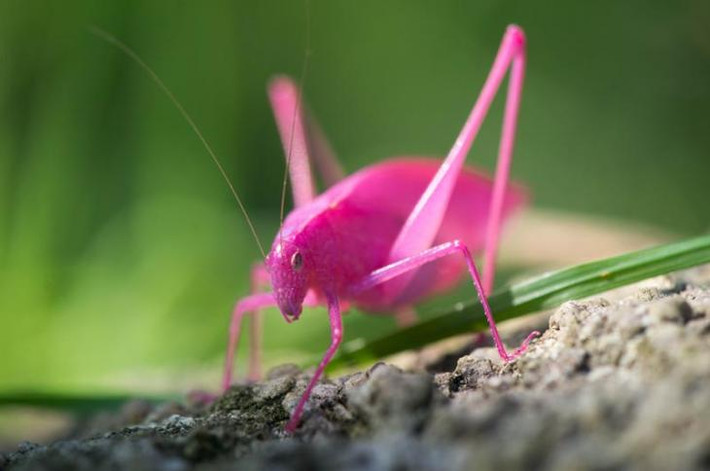 Loài châu chấu màu hồng đặc biệt này có tên là Katydid. Đây là loài côn trùng cực kỳ quý hiếm, thường chỉ được tìm thấy ở miền Tây Hoa Kỳ. Ảnh vineyardgazette.