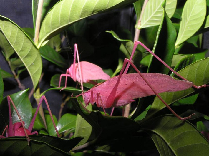 Khác với những con châu chấu khác có màu xanh, châu chấu Katydid với màu hồng sặc sỡ rất dễ khiến nó bị kẻ thù phát hiện. Ảnh treehugger.