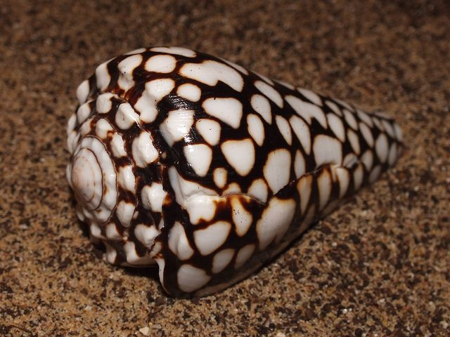 Nọc độc của ốc Marbled Cone có thể khiến nạn nhân tê liệt chân tay, mắt mờ và ngừng thở chỉ sau vài tiếng đồng hồ. Ảnh pinimg.