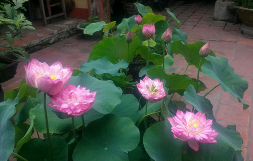 Sen Cung Đình có nhân ở giữa và so với các loại sen khác, loài sen này có kích thước nhỏ hơn. Các cánh sen xếp chồng lên nhau theo trình tự nhất định. Ảnh chamsoccaytrong.
