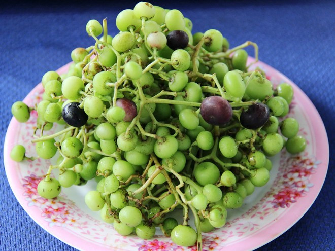 Trái giác ở rừng U Minh bắt đầu vào mùa hái từ tháng 6, tháng 7 cho đến cuối tháng 11 âm lịch. Ảnh monngonvietnam.