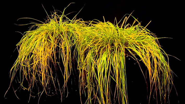 Điều đặc biệt của cỏ Tripogon loliiformis chính là nhờ khả năng tồn tại mà không cần tới nước trong nhiều năm của nó. Ảnh ytimg.